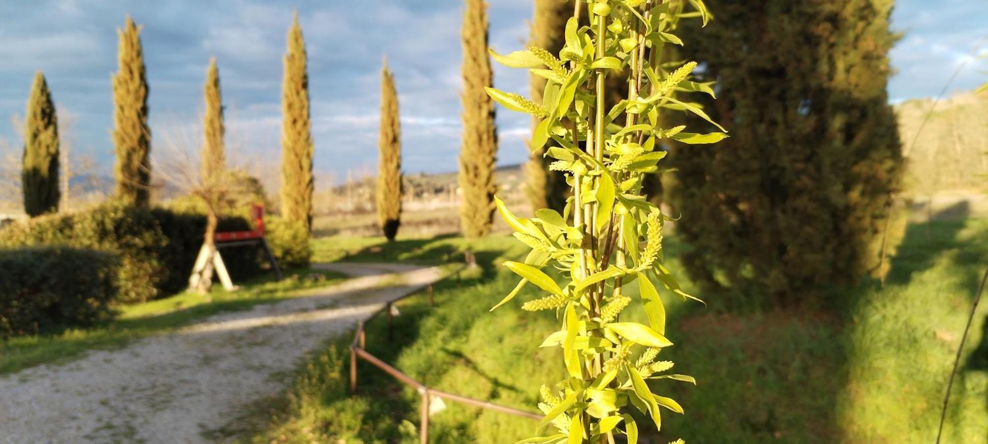 Badia Agnano I Salici Agriturismo מראה חיצוני תמונה